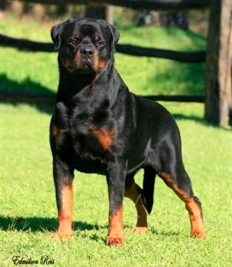 Campeão Rottweiler
