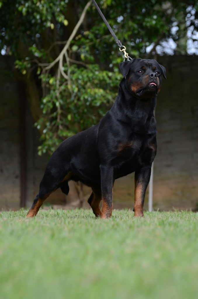 Campeão Rottweiler