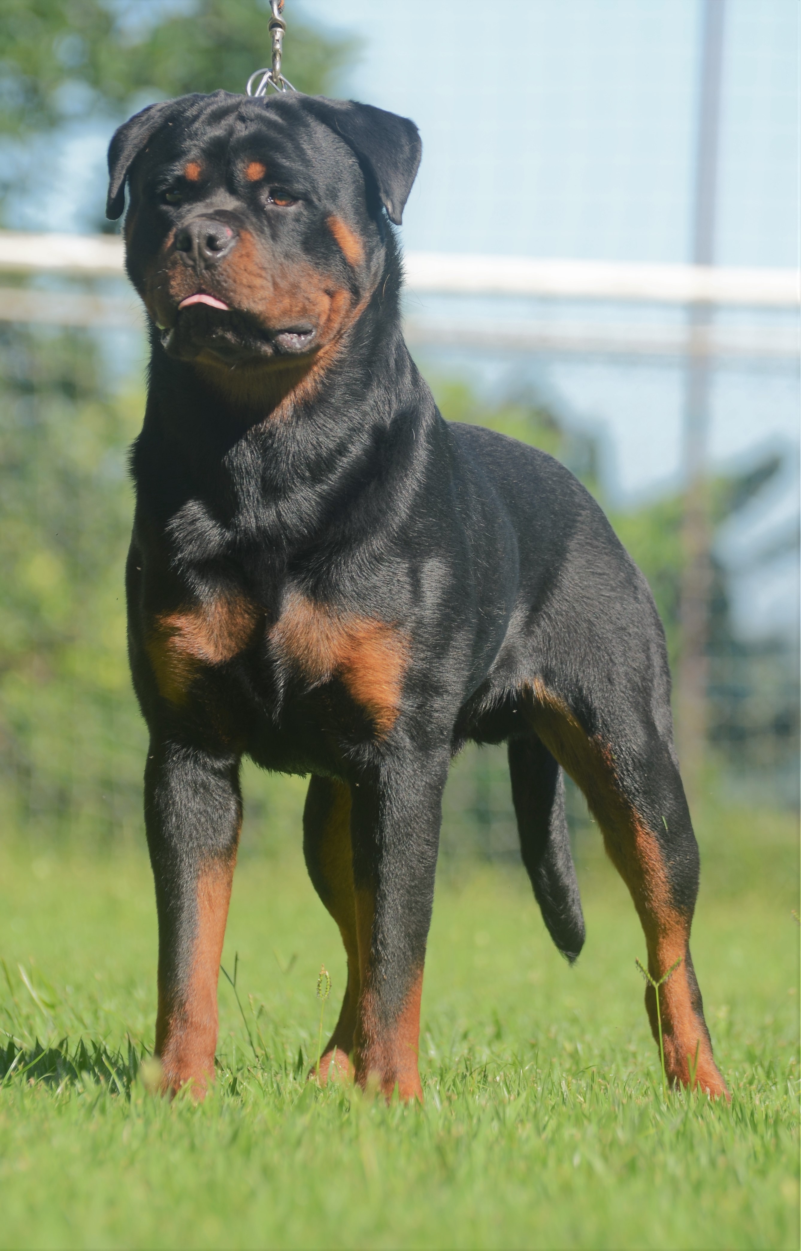 Cão Reprodutor