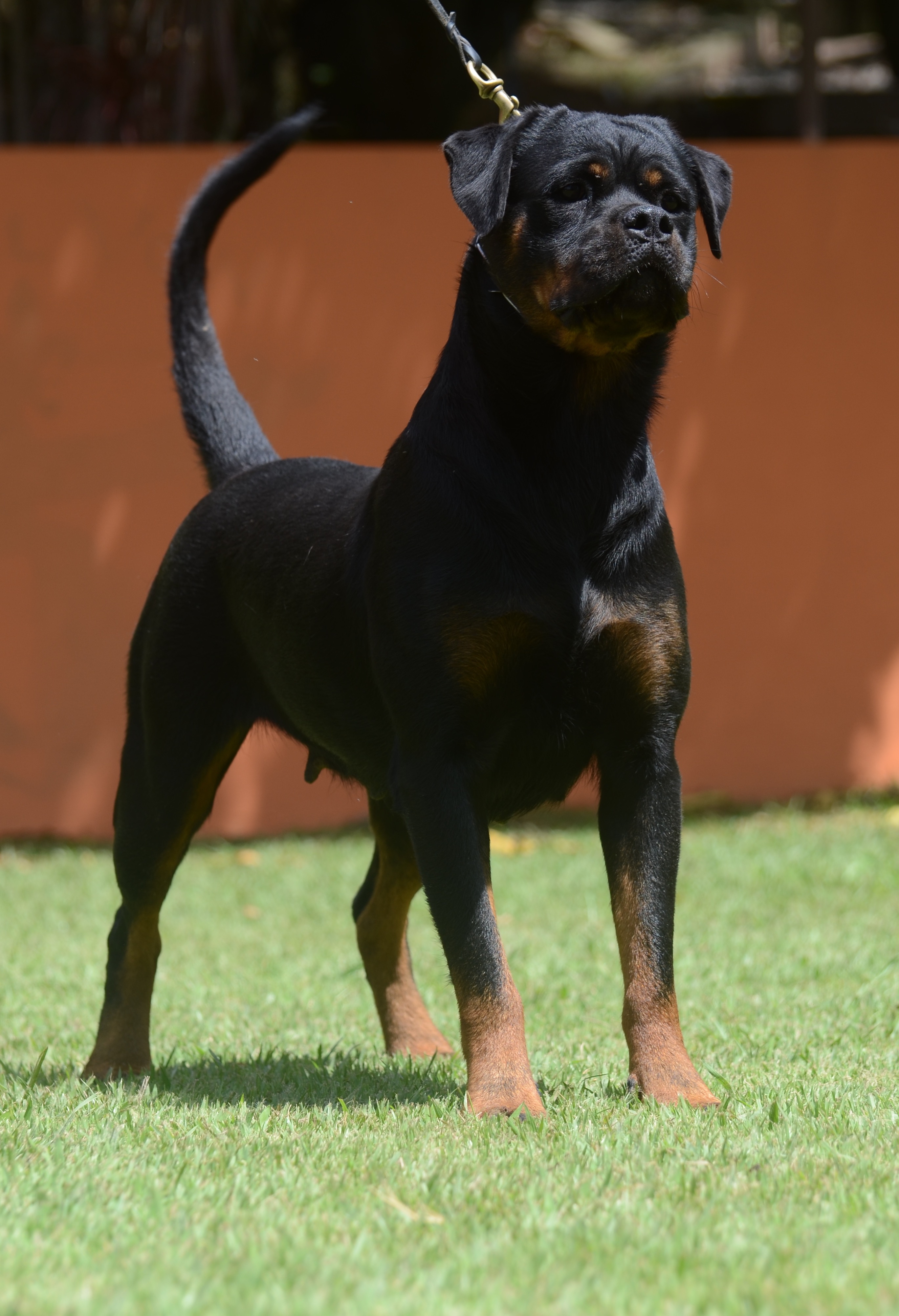 Filhote Rottweiler